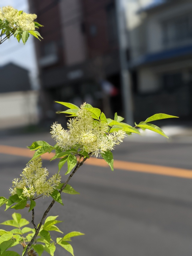 アオダモの花の香りは和菓子のよう 株式会社司不動産