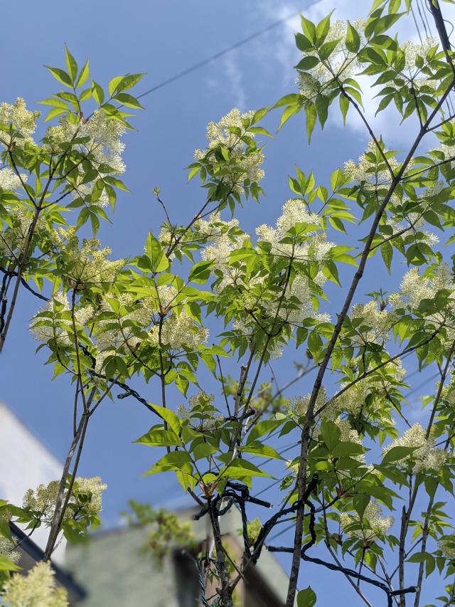 アオダモの花の香りは和菓子のよう 株式会社司不動産